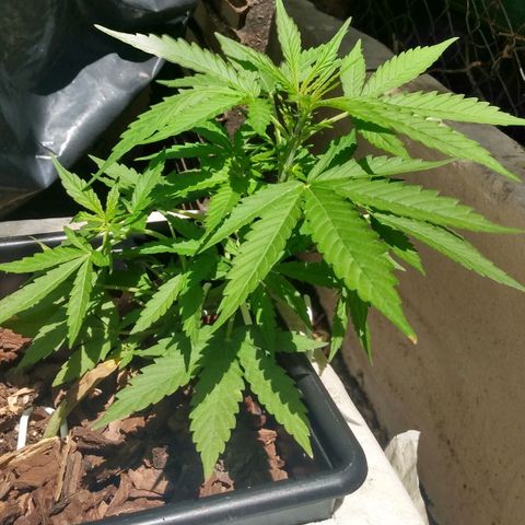 Choco #1 growlog timeline photo