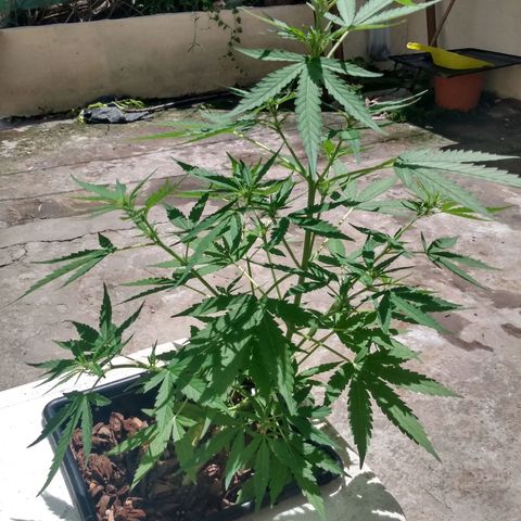 Choco #1 growlog timeline photo