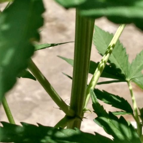 Choco #1 growlog timeline photo