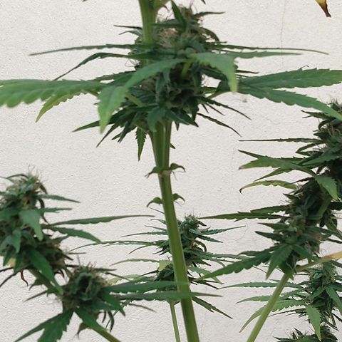 Choco #1 growlog timeline photo