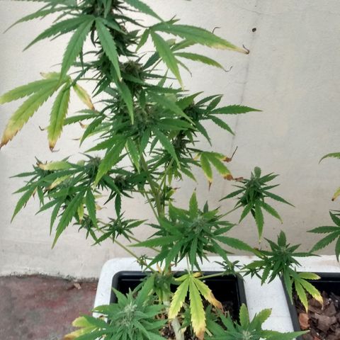 Choco #1 growlog timeline photo