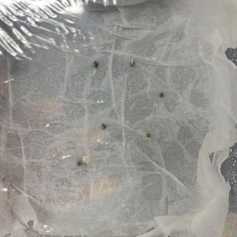 RBRD #1 growlog photo: 1º Dia no Papel Toalha