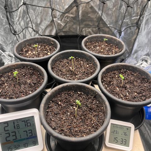 RBRD #3 growlog timeline photo