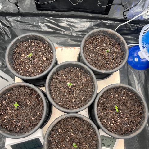 RBRD #3 growlog timeline photo