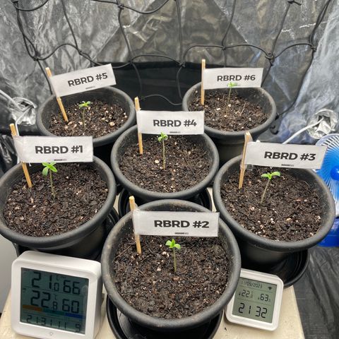 RBRD #3 growlog timeline photo