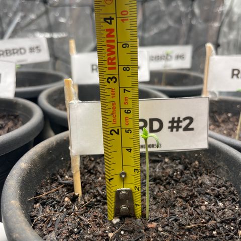 RBRD #2 growlog timeline photo
