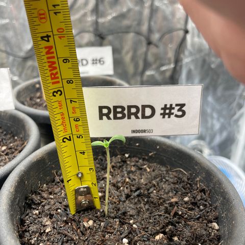 RBRD #3 growlog timeline photo