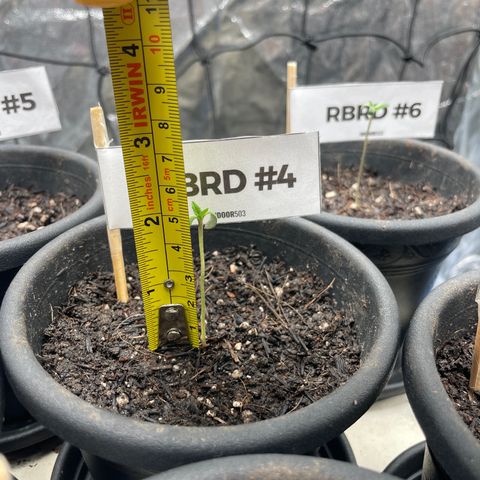 RBRD #4 growlog timeline photo