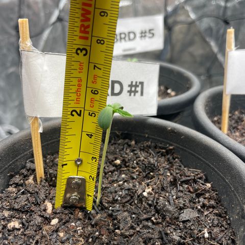 RBRD #1 growlog timeline photo