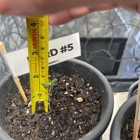 RBRD #5 growlog timeline photo