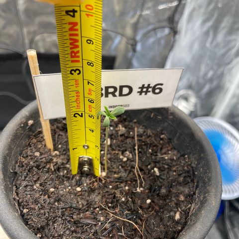 RBRD #6 growlog photo: Apresentou uma mutação 
5 folhas