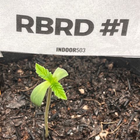 RBRD #1 growlog timeline photo