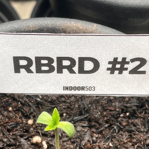 RBRD #2 growlog timeline photo