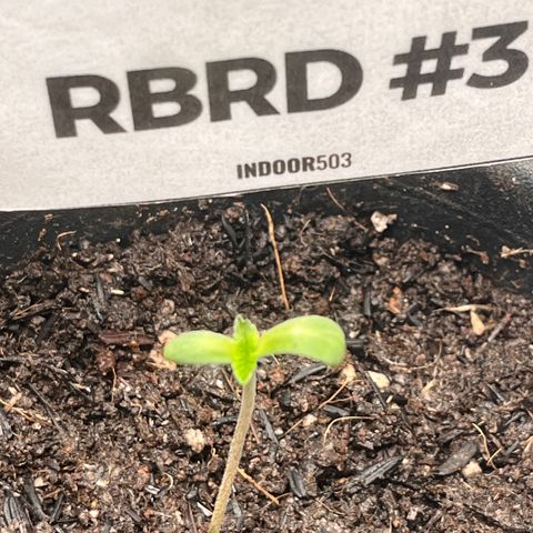 RBRD #3 growlog timeline photo