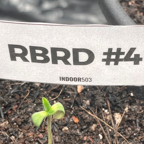 RBRD #4 growlog timeline photo
