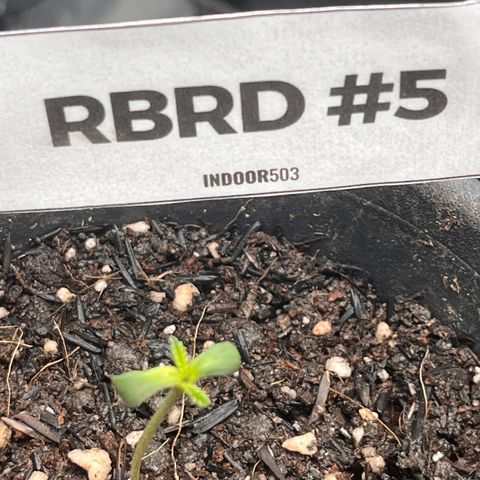 RBRD #5 growlog timeline photo