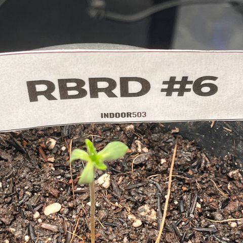 RBRD #6 growlog timeline photo