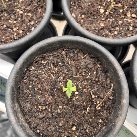 RBRD #3 growlog photo: Registro Diário, apenas manutenção geral, VPD 0.63 19:15h