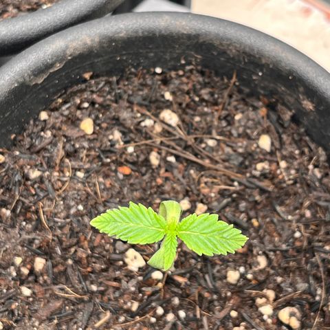 RBRD #3 growlog photo: Registro Diário, apenas manutenção geral, VPD 0.63 19:15h