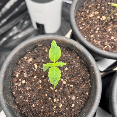 RBRD #3 growlog photo: Registro Diário, apenas manutenção geral, VPD 0.63 19:15h
