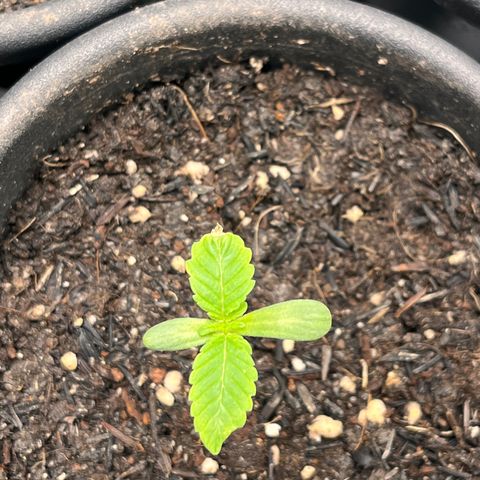 RBRD #3 growlog photo: Registro Diário, apenas manutenção geral, VPD 0.63 19:15h