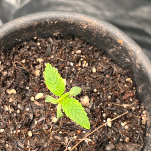RBRD #3 growlog photo: Registro Diário, apenas manutenção geral, VPD 0.63 19:15h