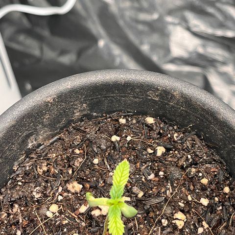 RBRD #3 growlog photo: Registro Diário, apenas manutenção geral, VPD 0.63 19:15h