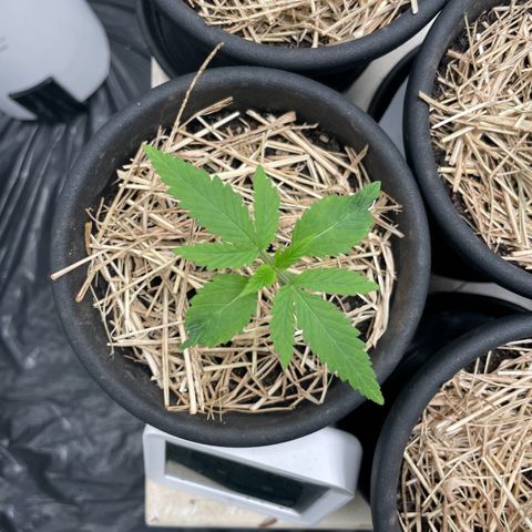 RBRD #1 growlog timeline photo