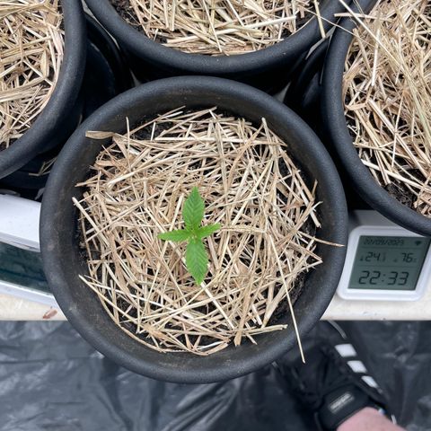 RBRD #2 growlog timeline photo