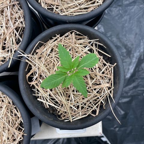 RBRD #3 growlog timeline photo