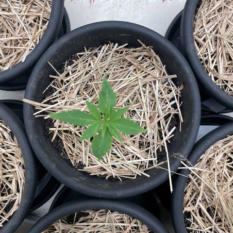 RBRD #4 growlog timeline photo