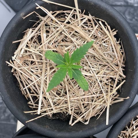RBRD #5 growlog timeline photo
