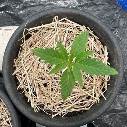 RBRD #6 growlog timeline photo