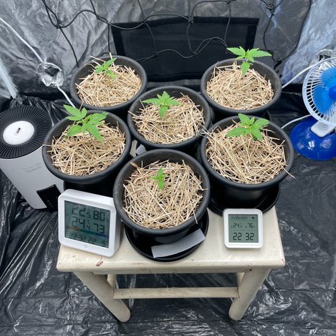 RBRD #3 growlog timeline photo