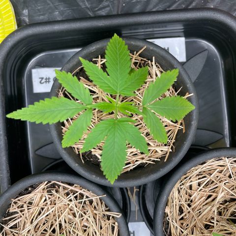 RBRD #1 growlog photo: Folhas levemente amareladas, possivelmente altura das luzes