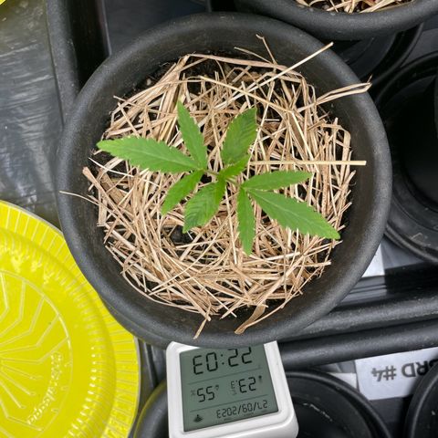 RBRD #2 growlog timeline photo