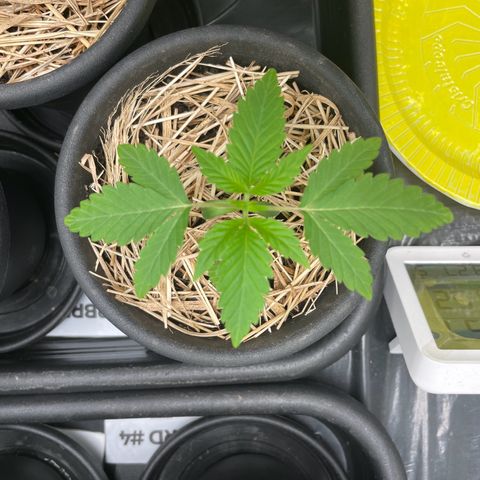 RBRD #3 growlog timeline photo