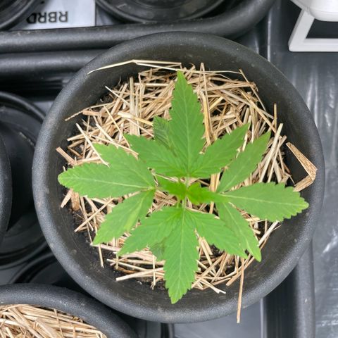 RBRD #4 growlog timeline photo
