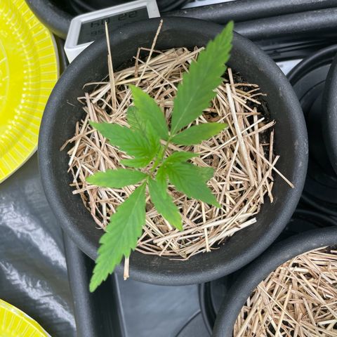 RBRD #5 growlog photo: Filhas levemente amareladas, possivelmente altura das luzes