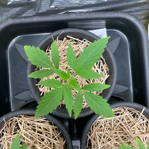 RBRD #6 growlog timeline photo