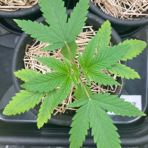 RBRD #1 growlog timeline photo