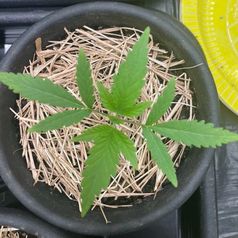 RBRD #2 growlog timeline photo