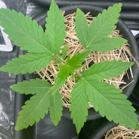 RBRD #3 growlog timeline photo