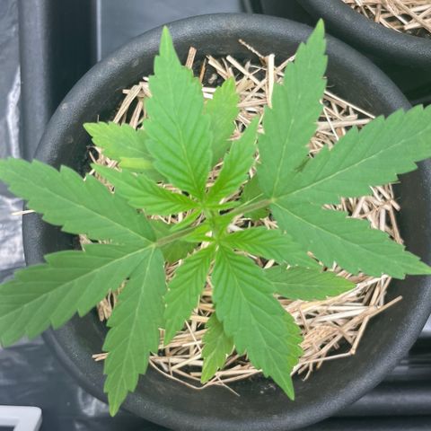 RBRD #4 growlog timeline photo