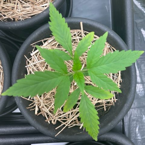 RBRD #5 growlog timeline photo