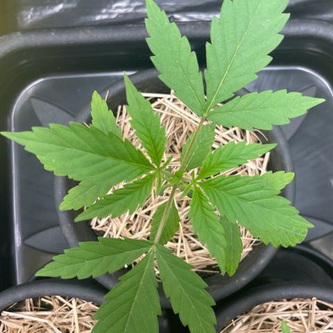 RBRD #6 growlog timeline photo