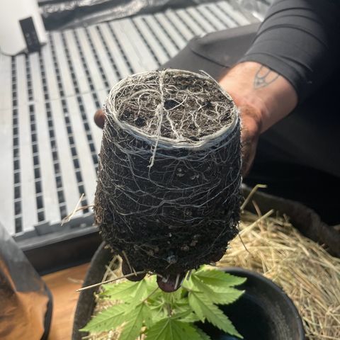 RBRD #3 growlog timeline photo