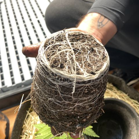 RBRD #3 growlog timeline photo