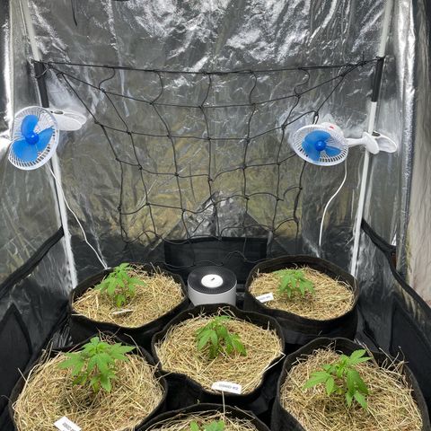 RBRD #3 growlog timeline photo