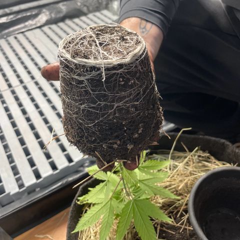 RBRD #3 growlog timeline photo